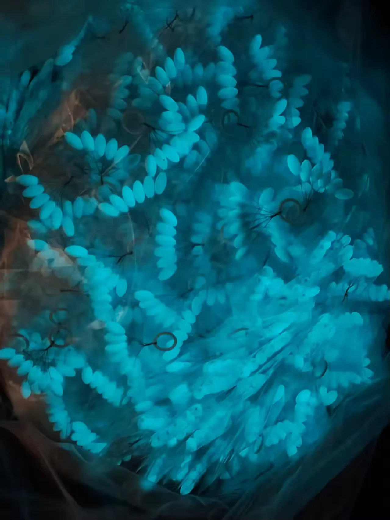 6 Flotantes Cebo del Oriente Azul luminiscente 15mm tope de goma surfcasting competicion - imagen 2