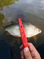 Imagen de reseña 10