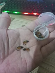 Imagen de reseña 2