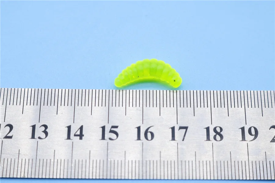 Se coloca una pequeña oruga verde al lado de una regla para la comparación de tamaño