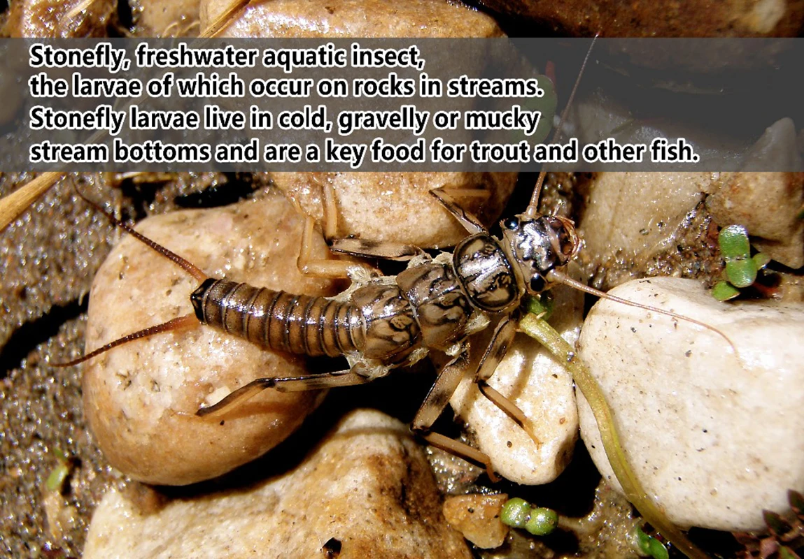 Wifreo 20 piezas suave Stonefly Ninfa para trucha Bluegill Perch Creek pesca cebo señuelo - imagen 5