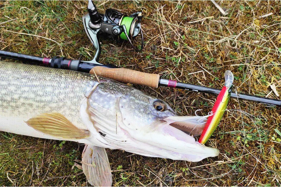 ¡Experimenta la emoción de la pesca con esta impresionante captura!