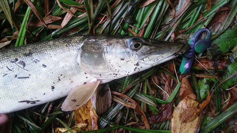 ESFISHING-señuelo de Pesca suave ondulado, 100mm, 4,7g, 6 uds., Wobbler para señuelo de Pesca de perca, cebos artificiales de silicona Isca - imagen 5