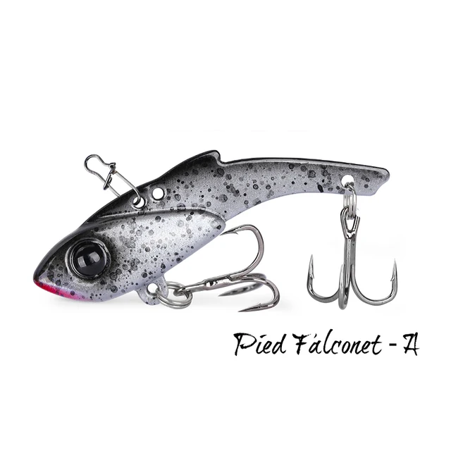 Pied Falconet-A