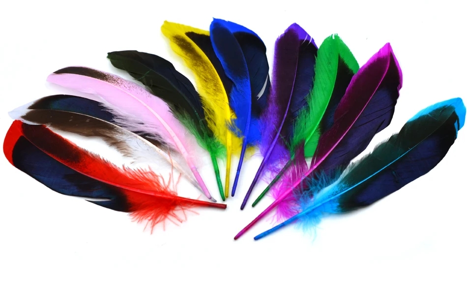 Las plumas muestran diversidad y belleza