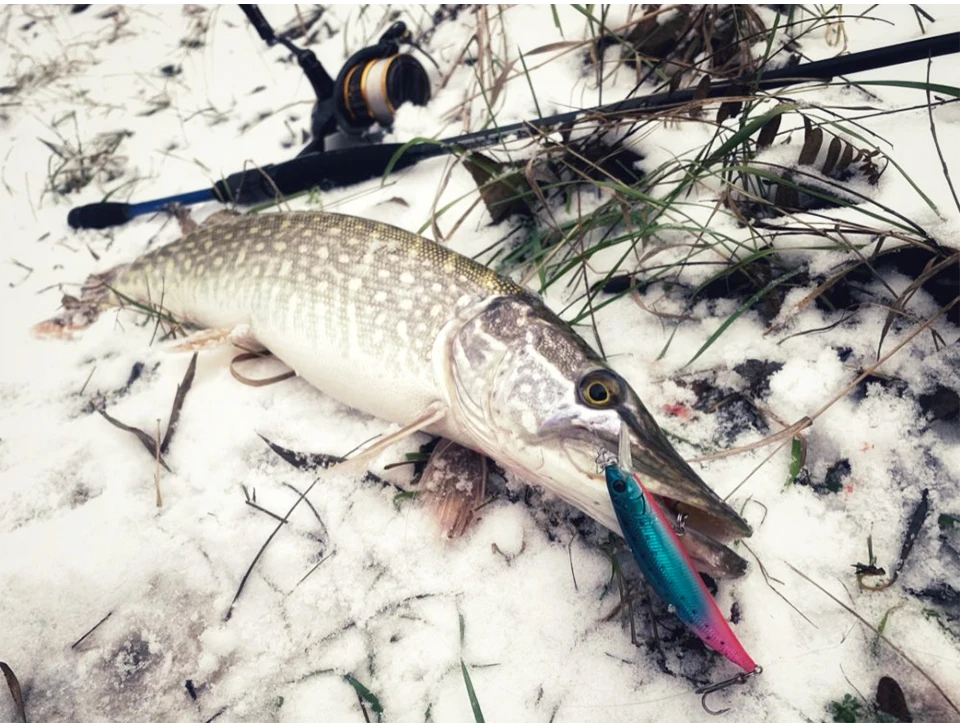¡Experimenta la emoción de la pesca de invierno con esta impresionante captura!