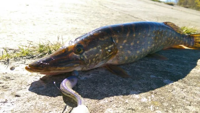 ESFISHING-cebo Artificial de silicona suave, Awaruna FLK Minnow, 60mm, 100mm, sales perfumadas, señuelo de Pesca, aparejos de cola en T - imagen 5