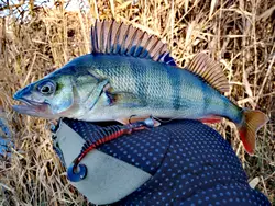 Swimbait Minnow para Lubina y Lucio – Señuelo artificial