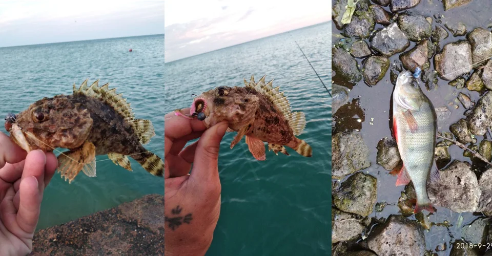 Una persona sosteniendo un pez en la mano