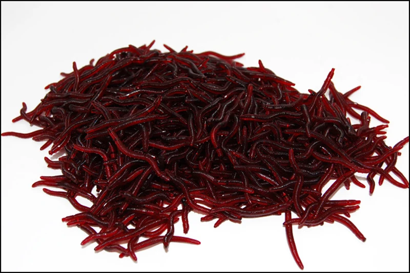 Un montón de gusanos rojos para cebo