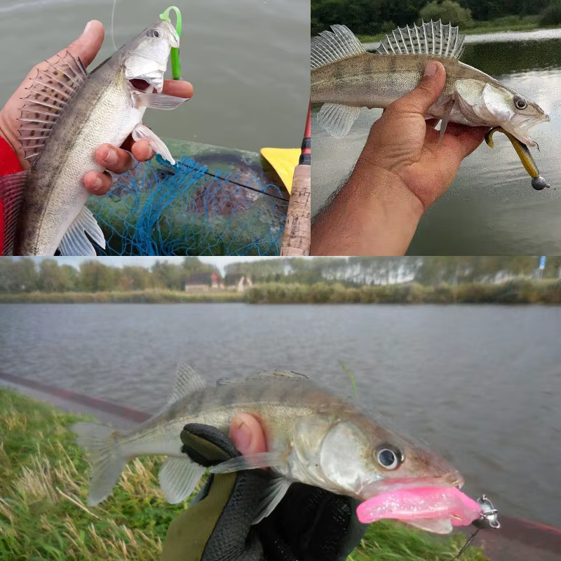 Easy Shiner Wobbler 75mm - Vinilo doble color para carpa y lubina - imagen 5