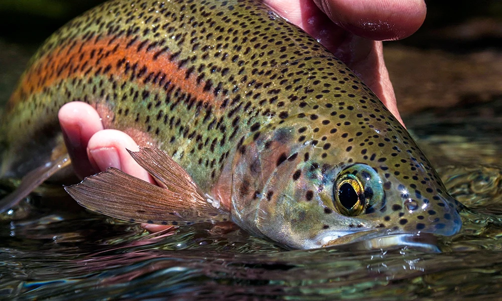 ICERIO-Cabeza de cuentas, cola de faisán, ninfa, Mosca de pesca, trucha y lubina, Patter de mosca húmeda, 6 uds. - imagen 4