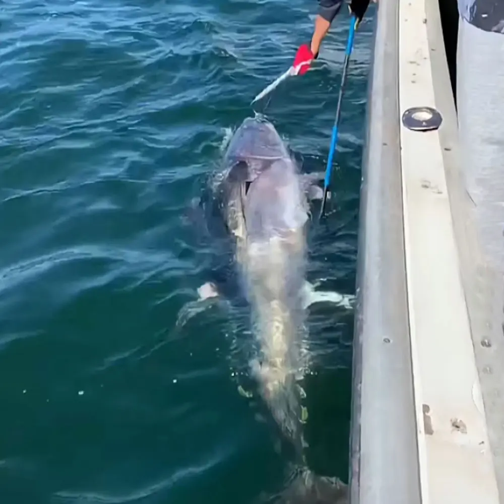 Una persona está tirando de un pez grande en el bote