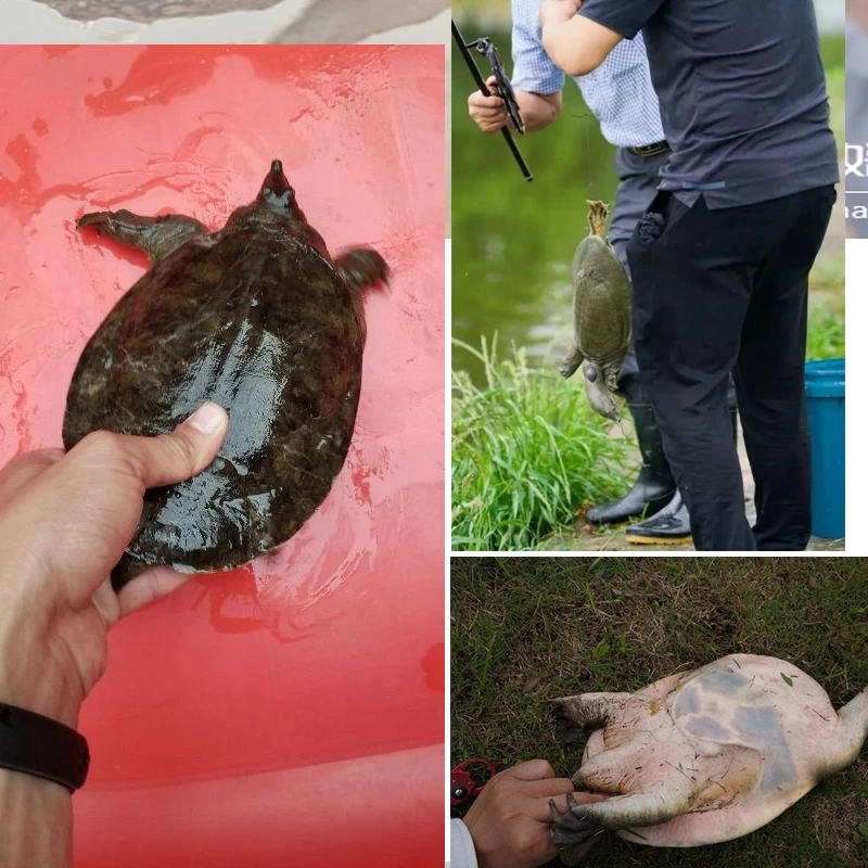 Juego de anzuelos dobles para pesca, juego de anzuelos dobles para Tortuga, ancla afilada para agua salada, gancho de pesca, peso de plomo y línea de pescado - imagen 5