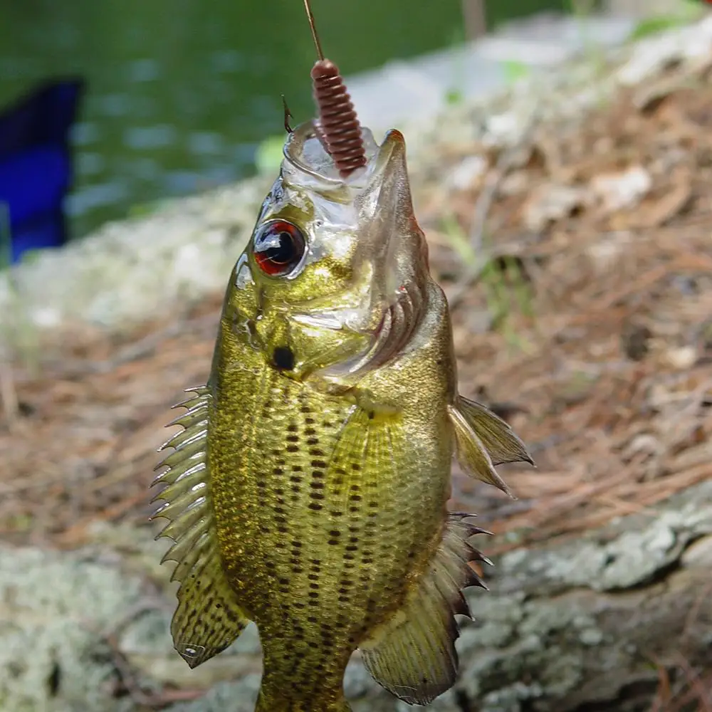 SUNMILE-señuelo de pesca suave Artificial, Wobbler, 55mm/75mm, Shad Souple Leurre Jig, cebo de silicona para perca - imagen 4