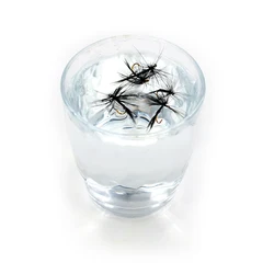 MNFT Moscas Secas Trucha – Señuelos Negros Antimosquitos