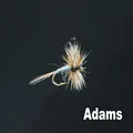 Adams talla 14