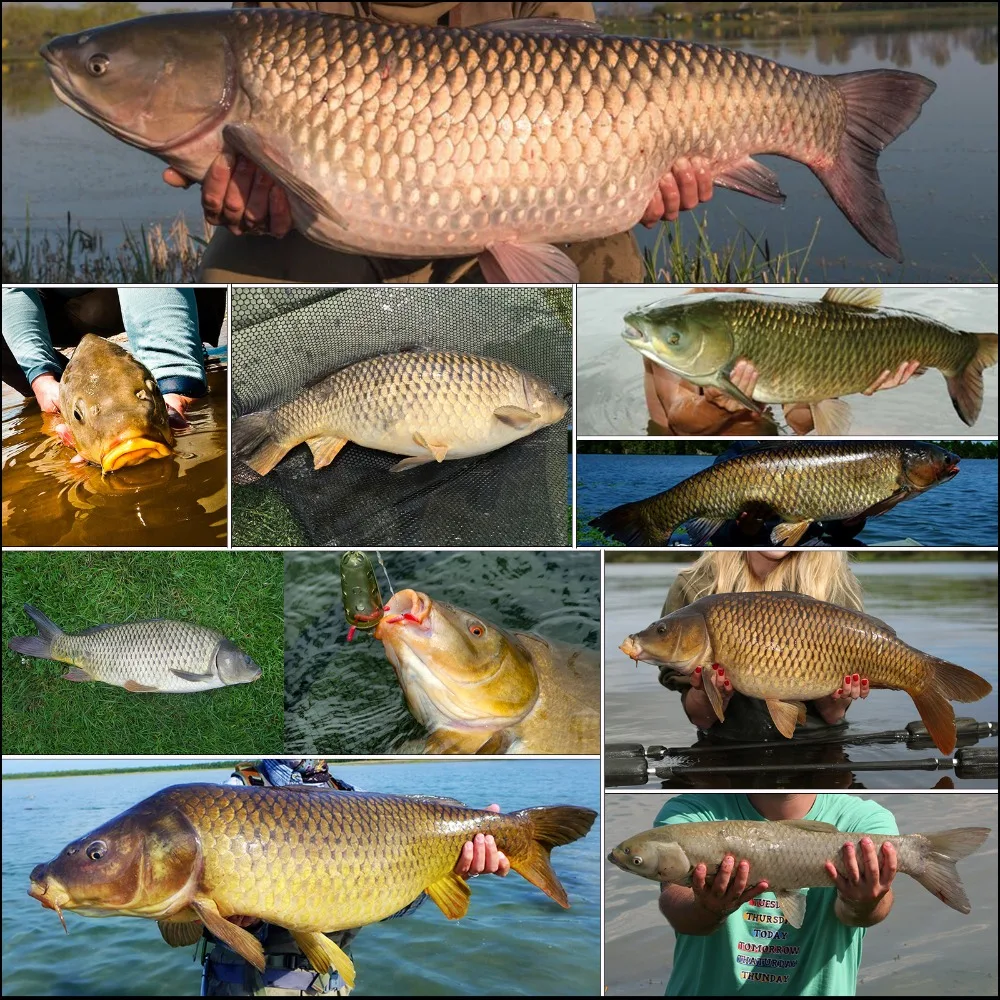 Maximumcatch-Clips de seguridad para pesca de carpa, tubos de goma con pasadores, herramientas de aparejos de pesca de carpa, 25 unidades - imagen 5