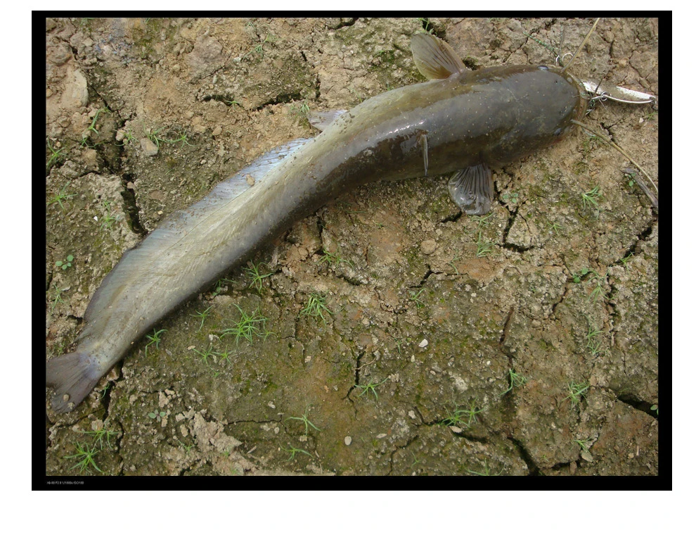 Un pez tumbado sobre una superficie fangosa con algunas grietas y parches de hierba. El pez parece ser un bagre, identificable por sus bigotes y la forma de su cuerpo. Parece que lo han atrapado y lo están exhibiendo, como lo indica el anzuelo visible en su boca.