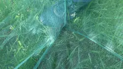 Red de pesca cuadrada malla pequeña para acuicultura