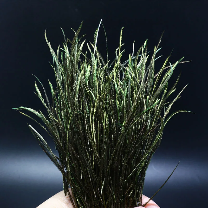 Royal Sissi, 1 bolsa, Herl de pavo real Natural, paquete de 200 hebras, atado de moscas, ninfa, collar del tórax, materiales para atar, intermedios, edredones para el cuerpo, alas - imagen 5