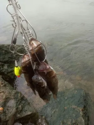 Señuelo suave de cola en T, cebo de gusano, aparejo de atracción de Color súper parpadeante, 6,5 cm/7,5 cm/8,5 cm, lote de peces mandarín, 14-20 piezas - imagen 5