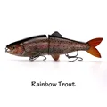 Rainbow Trout