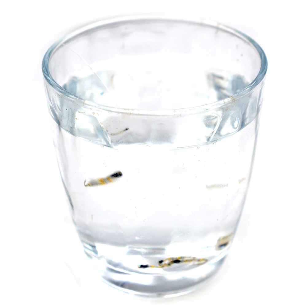 MNFT Pupa Ninfa Midge Cebra Blanca – Mosca húmeda para trucha