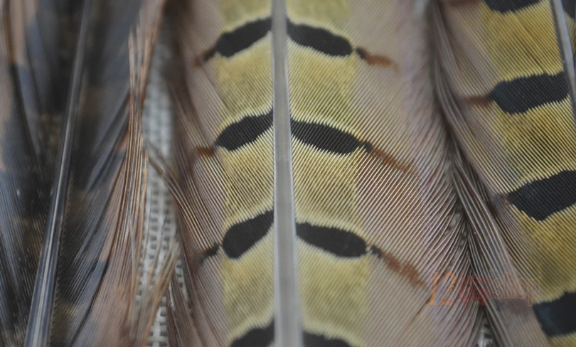 MNFT 10 unids/lote 20-25cm (y compris el tallo) Material de atado de moscas de plumas campesinas para insectos cebo de pesca con mosca - imagen 2