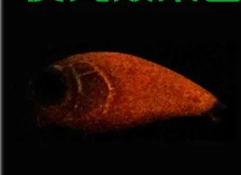 Señuelos de Pesca de día y noche, Mini cebo de manivela, 5cm/3,5g, Wobblers, señuelos artificiales brillantes, 1,5 m, gancho de calidad de buceo, lote de 3 piezas - imagen 2