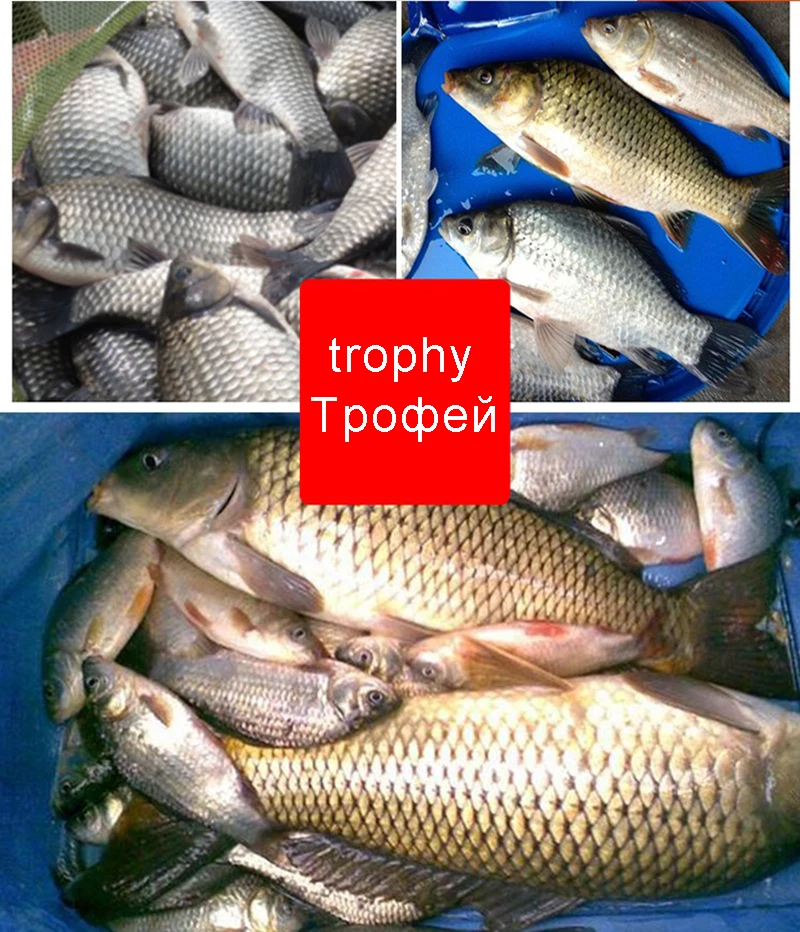 Trucha de trofeos para tus aventuras de pesca