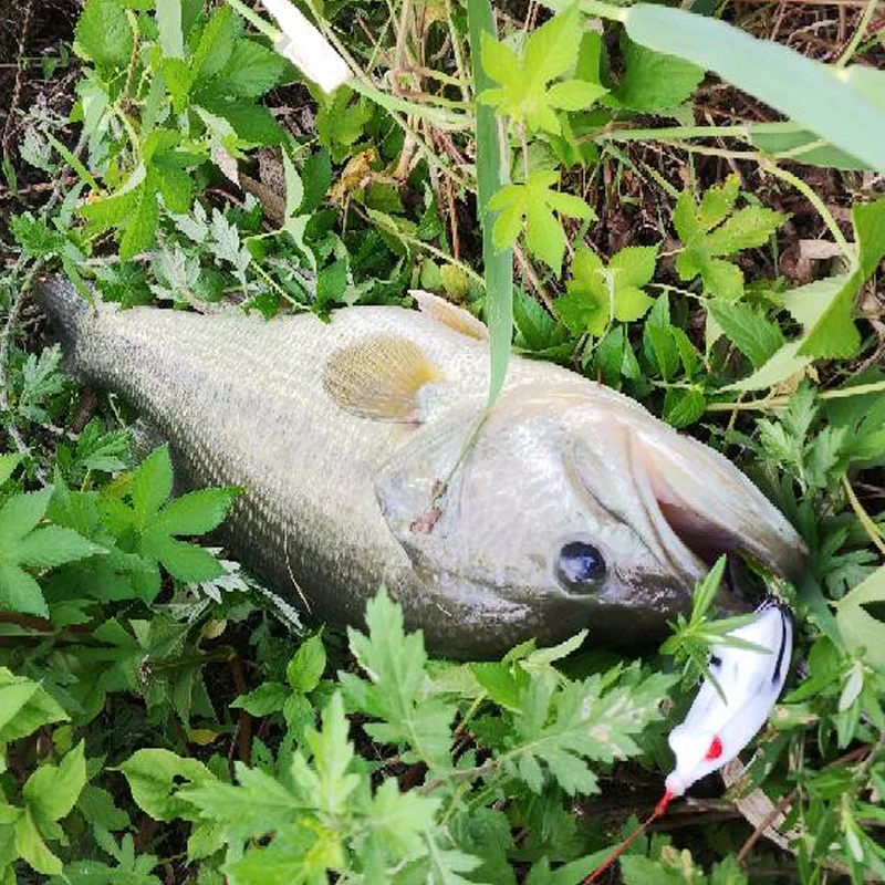 OBSESSION 5 unids/lote Ray Frog Artificial Minnow manivela cebo suave Wobbler Rana señuelo bagre lubina pesca negra rana trueno - imagen 5