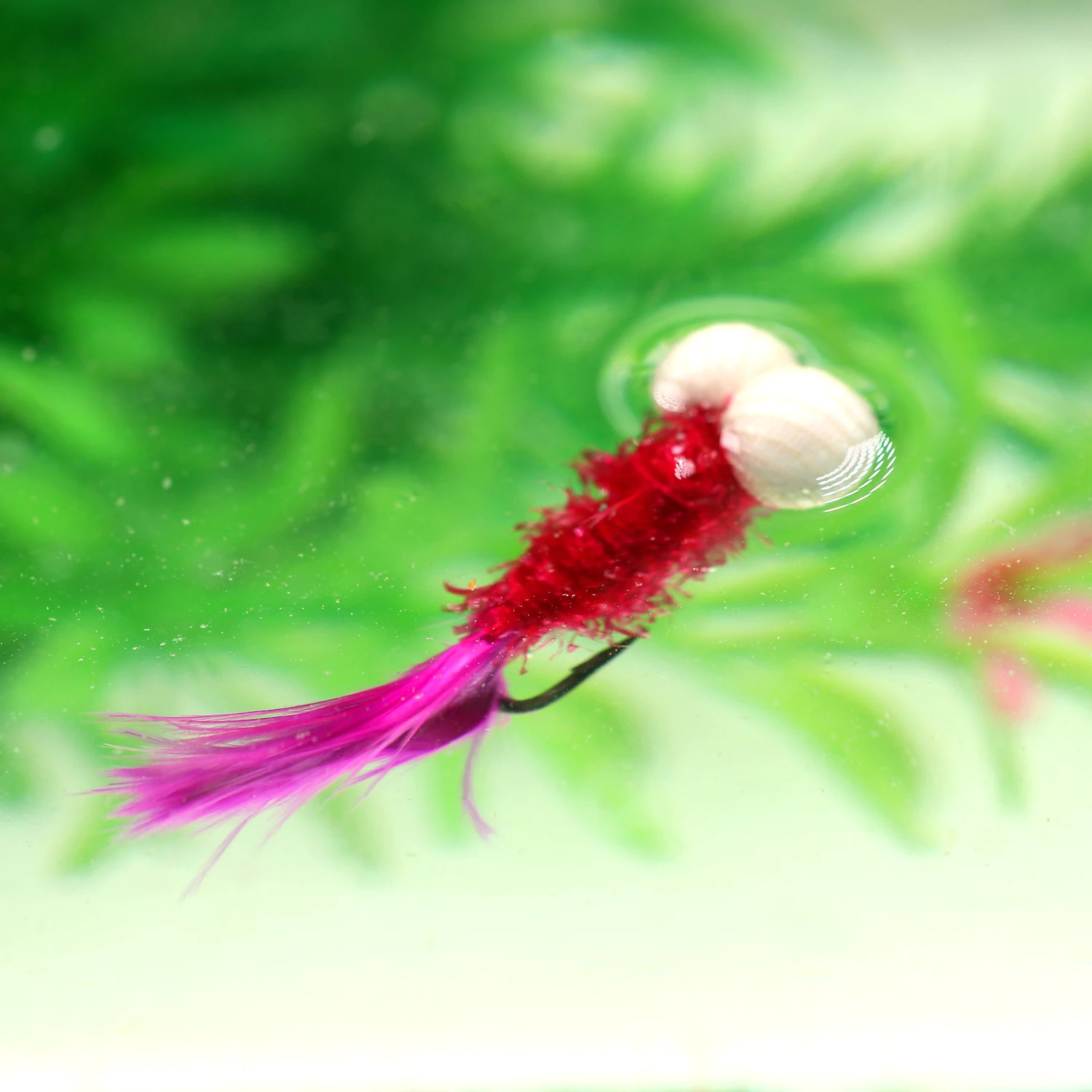 Un pescado morado y negro nadan en un tanque