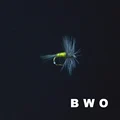 BWO Size16