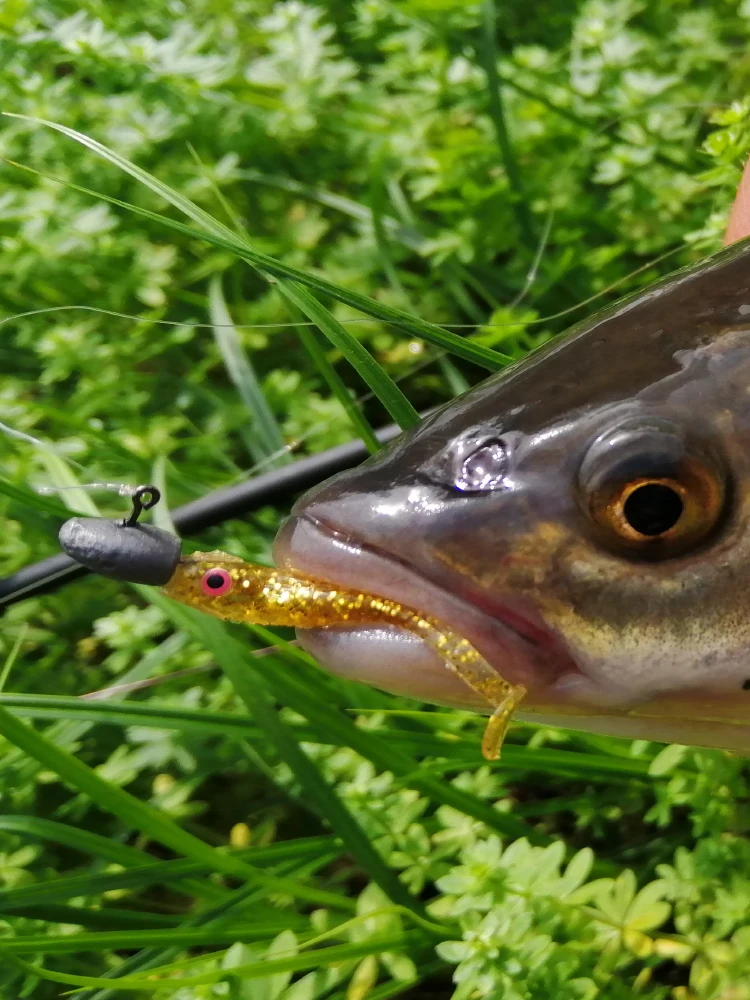 KESFISHING, el mejor señuelo de pesca Nano Minnow, 38mm, artificiales de silicona, pequeños cebos blandos, trucha, lubina, hielo, pesca loca - imagen 5