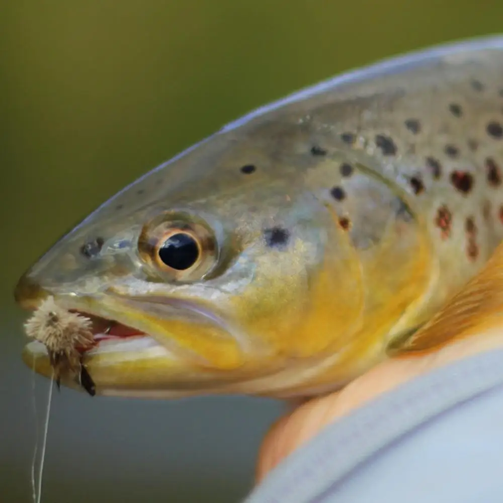 Wifreo 6PCS # 6 trucha pesca con mosca anzuelo cebo insecto señuelo pesca moscas ciervo pelo saltamontes mosca seca Dave's Hopper cebos - imagen 5