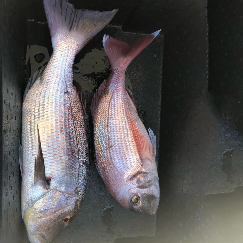 TOMA-SEÑUELOS duros de Metal para pesca en el mar, cebo Artificial de tungsteno, Jigging, fundición VIB, 1 piezas - imagen 3