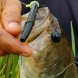 Anzuelo lubina Craky Rig Tiro Directo – Alto rendimiento en agua salada