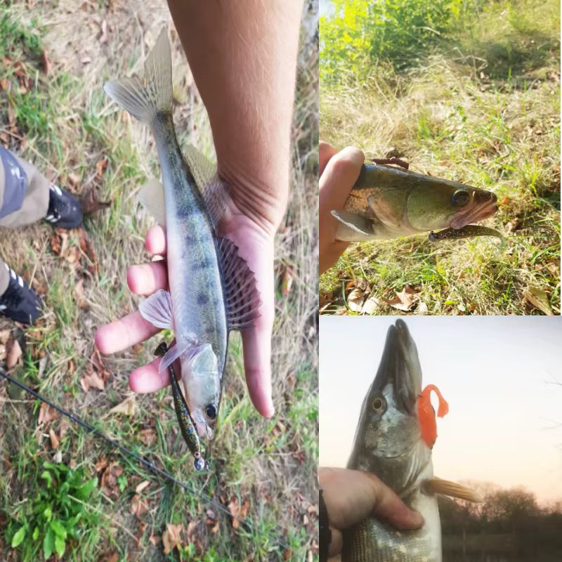 ESFISHING Swimbait Sábalo 85mm – Cebo blando con olor a pato - imagen 4