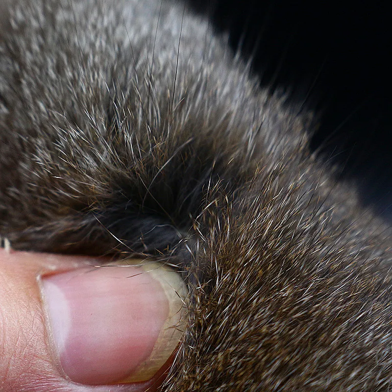 Royal Sissi-materiales para atar moscas, 1 piezas, pino, ardilla, piel entera, denso y natural, pelos y pieles - imagen 4