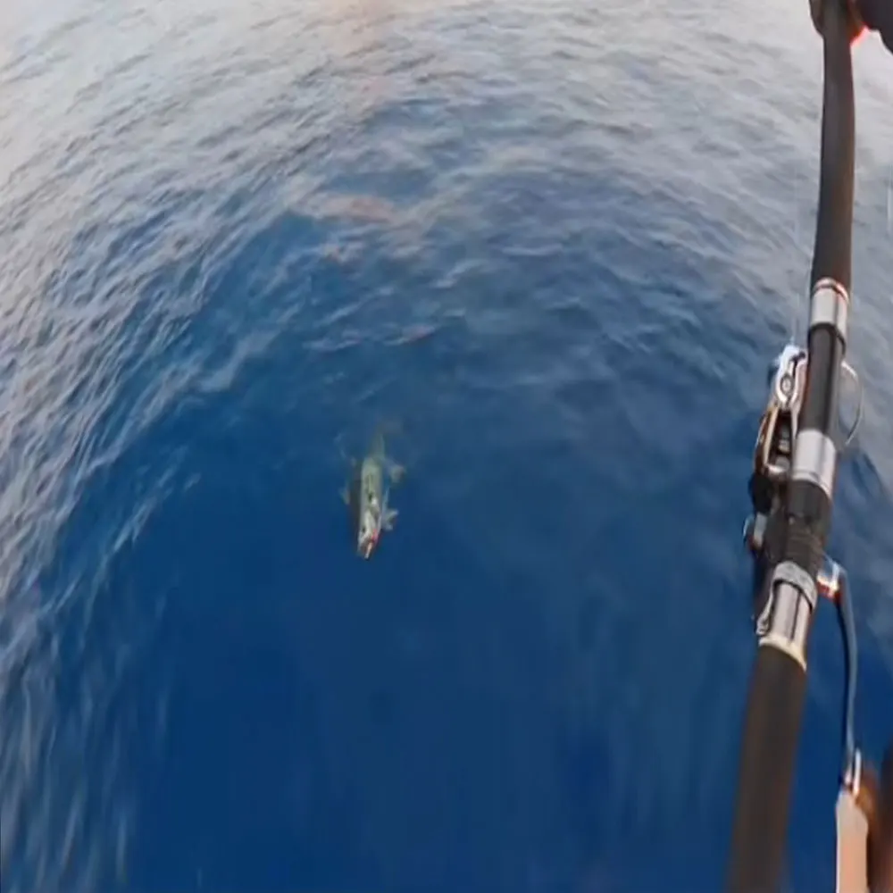 Se está utilizando una línea de pesca con un señuelo en el extremo para atrapar un pez