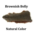 1PC Brown Belly