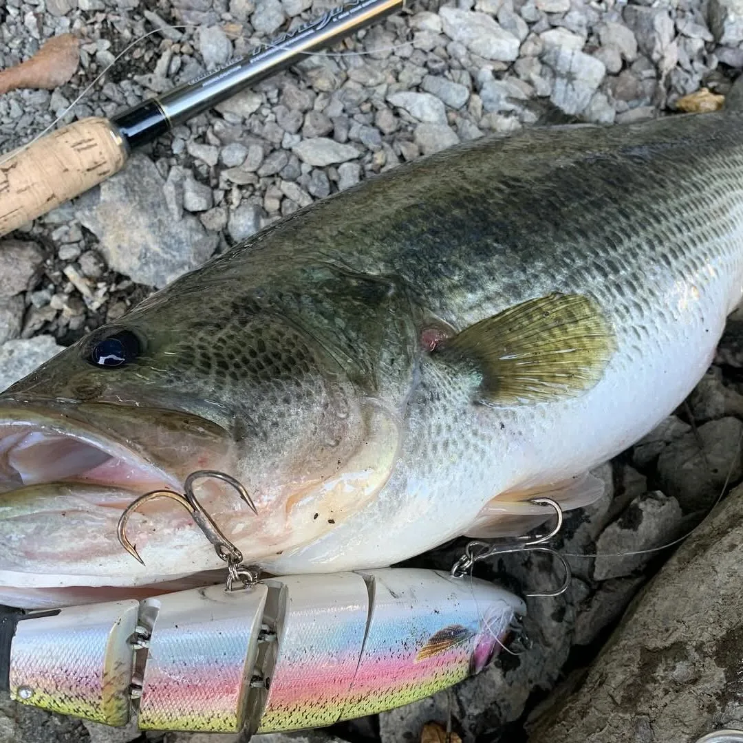 TSUYOKI Giantbait Balam señuelo 170/200mm flotante/hundimiento Madnes Balam cebo gigante Swimbait Wobbler agua dulce gran Lucio Muskie señuelo - imagen 5