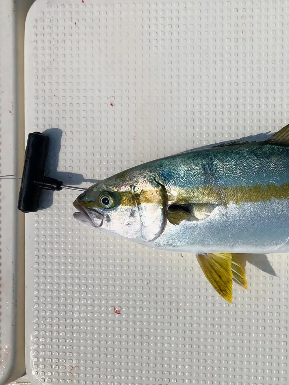 Lumica Varilla Tensar Nervios 120 cm – Ikijime para pesca deportiva - imagen 2