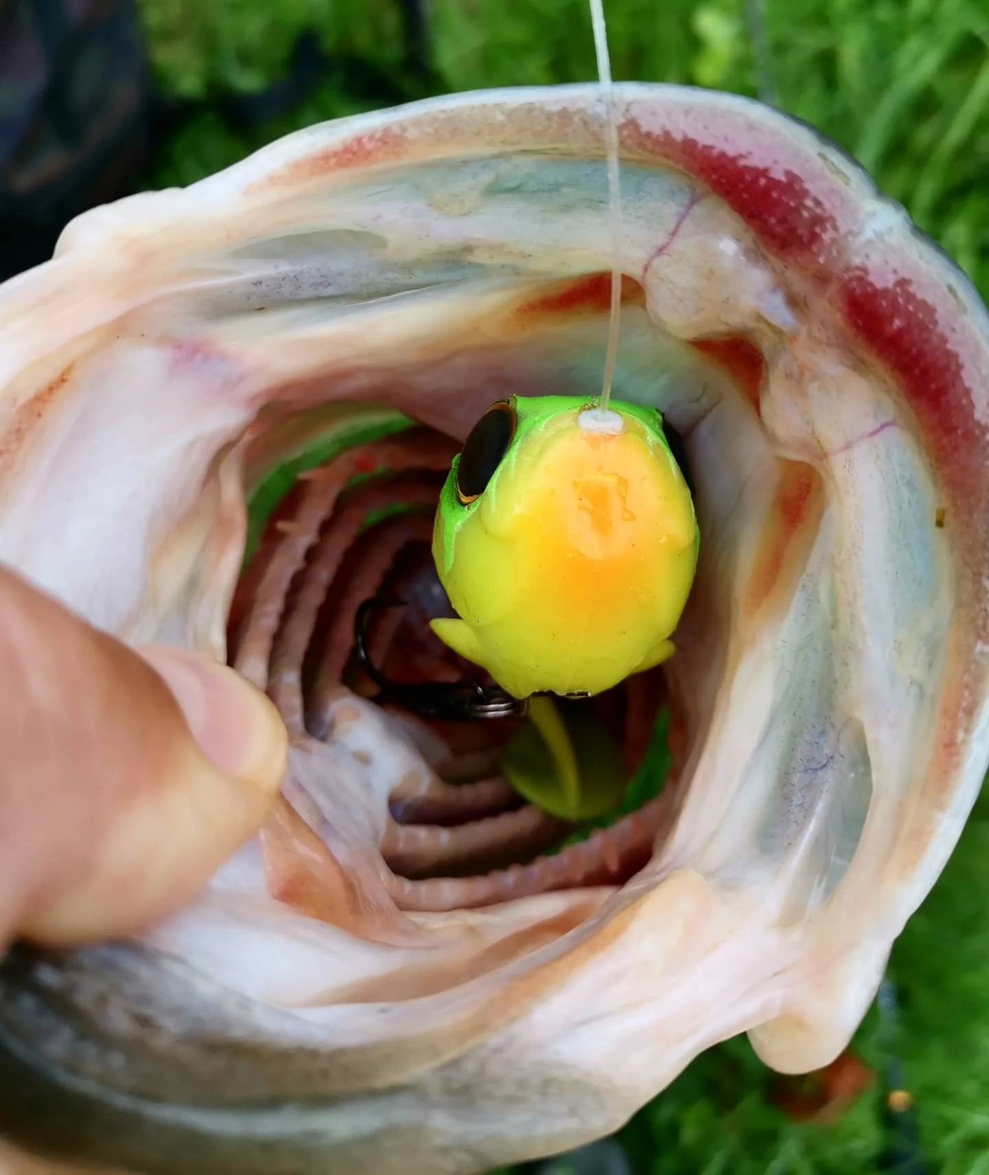 TSUYOKI-señuelo de pesca de silicona con anzuelo para lubina, cebo de natación Deraball para bebé, señuelo suave, pez globo, 60mm, 10g, señuelo illex 2024 - imagen 4