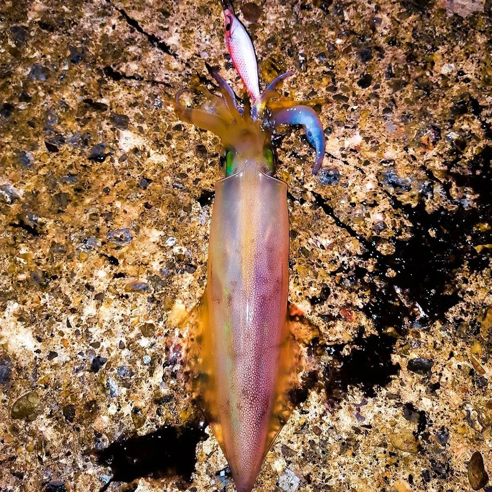 Plantilla de calamar de 9g y 10cm, señuelo de calamar para Pesca, anzuelo de madera para camarones, plantillas de sepia, cebo Artificial para Pesca en el mar, calamar, pulpo, Pesca - imagen 4