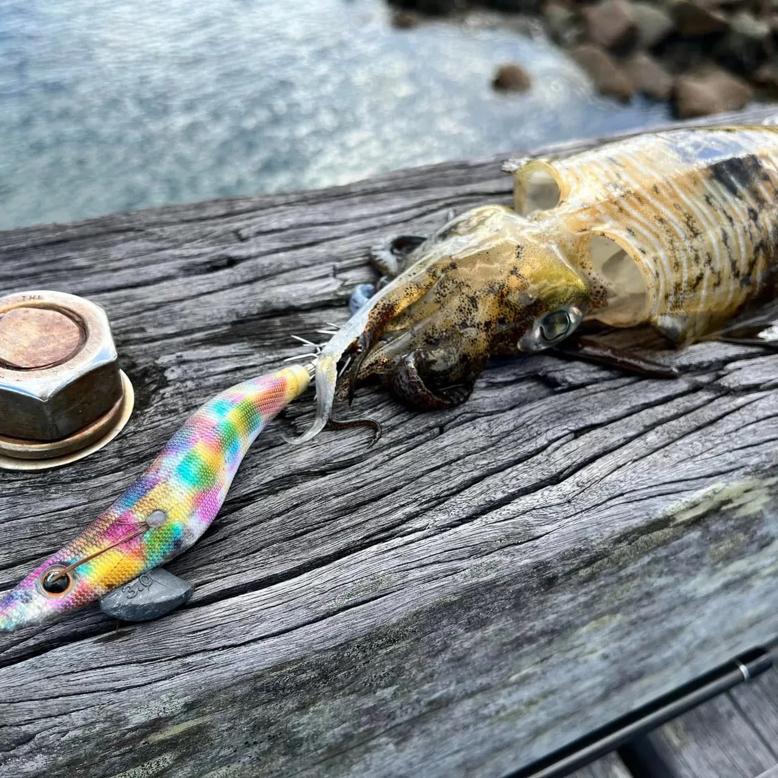 FISH INC SQUID JIGS 2,0 EGI señuelo pesca de madera SHRIMP BAIT CUTTLEFISH OCTOPS que brilla la cola huecos periódicos 7 gramos pesca de rocas y barcos - imagen 4