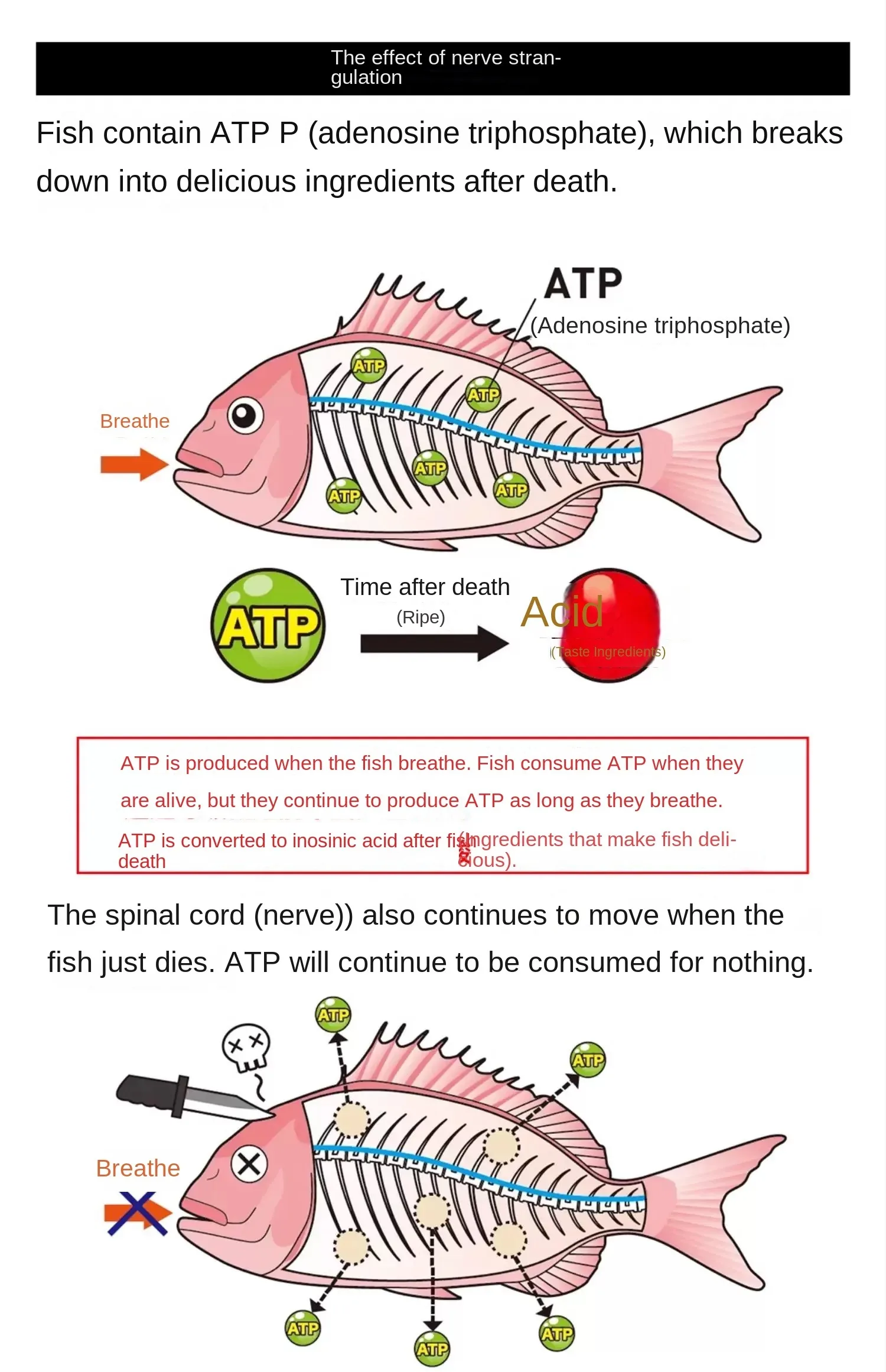 Lumica Nerve Japón – Nervios de apriete 60 cm para peces de agua dulce - imagen 4