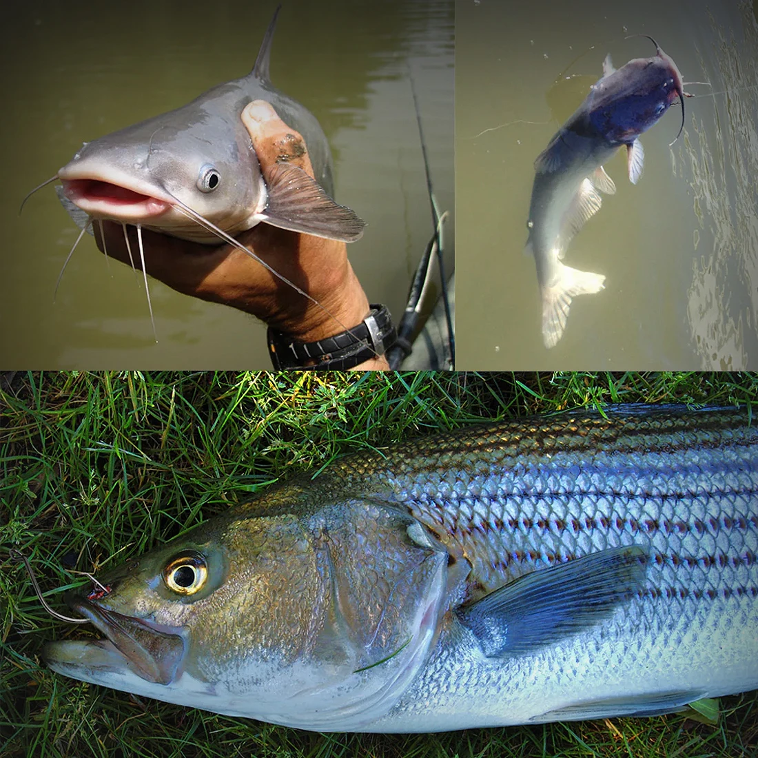 ¡Experimenta la emoción de la pesca con estas impresionantes capturas!