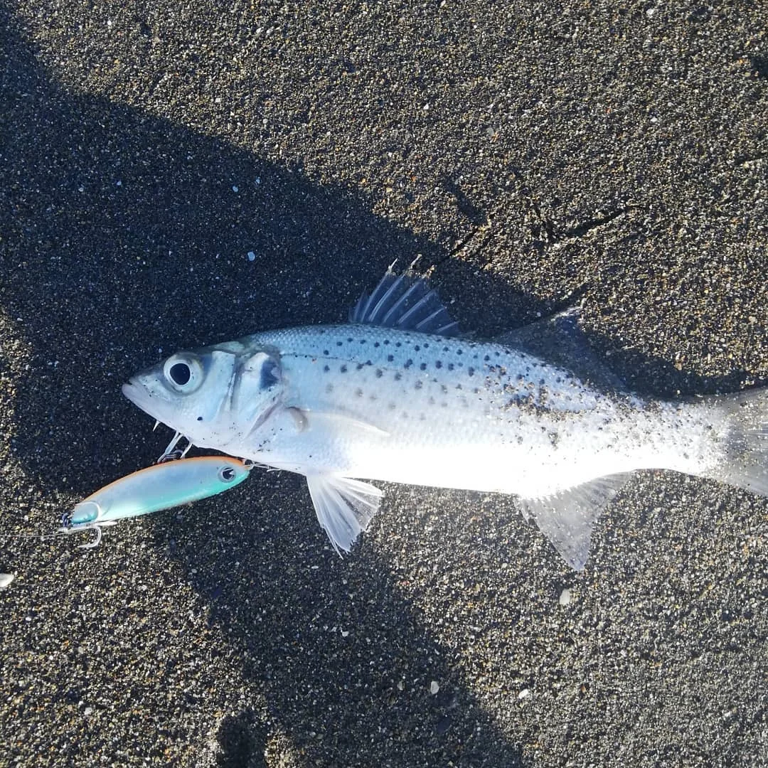 Señuelo de pesca con lápiz Topwater, 60/90mm, 6g/12g, cebo flotante de superficie, señuelos de agua superiores para lubina, alimentador de Lucio, ima pugachevs cobra 60 - imagen 3